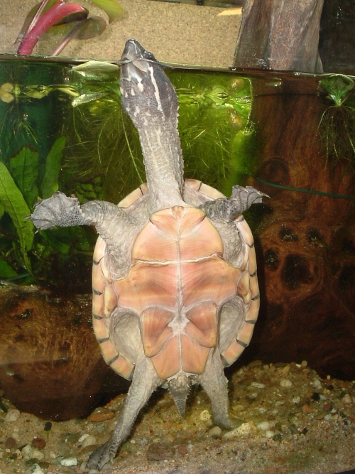 Moschusschildkröte - Sternotherus odoratus