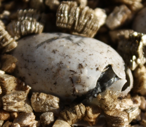 Schlupf der Moschusschildkröte - Sternotherus odoratus